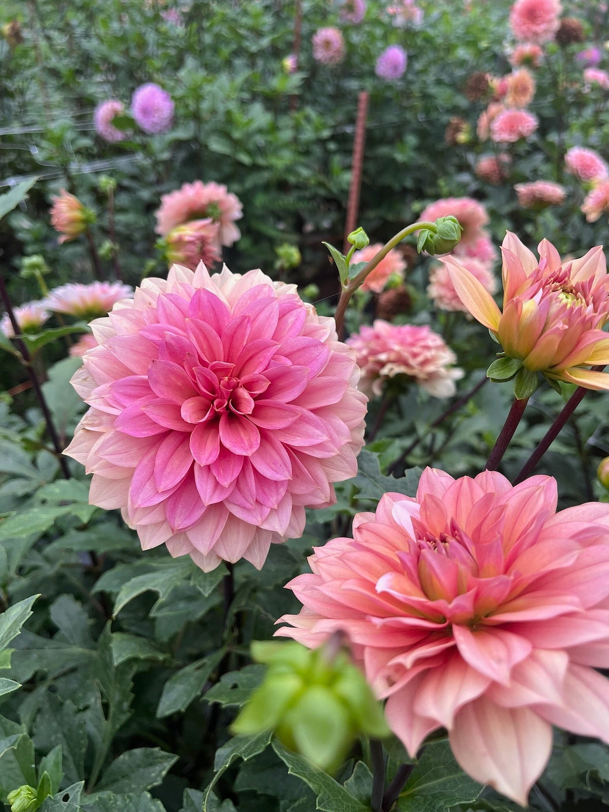 Breeding heat tolerant dahlias