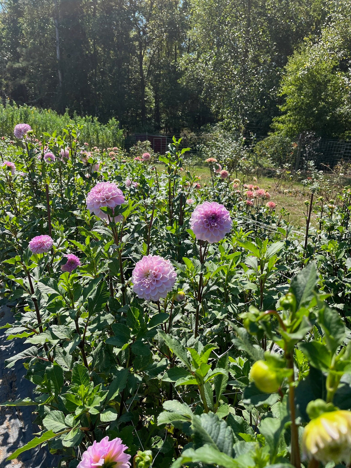 Southern heat tolerant dahlias