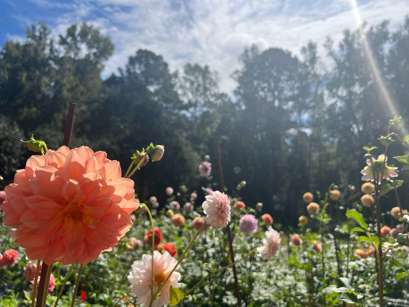Dahlias in the field