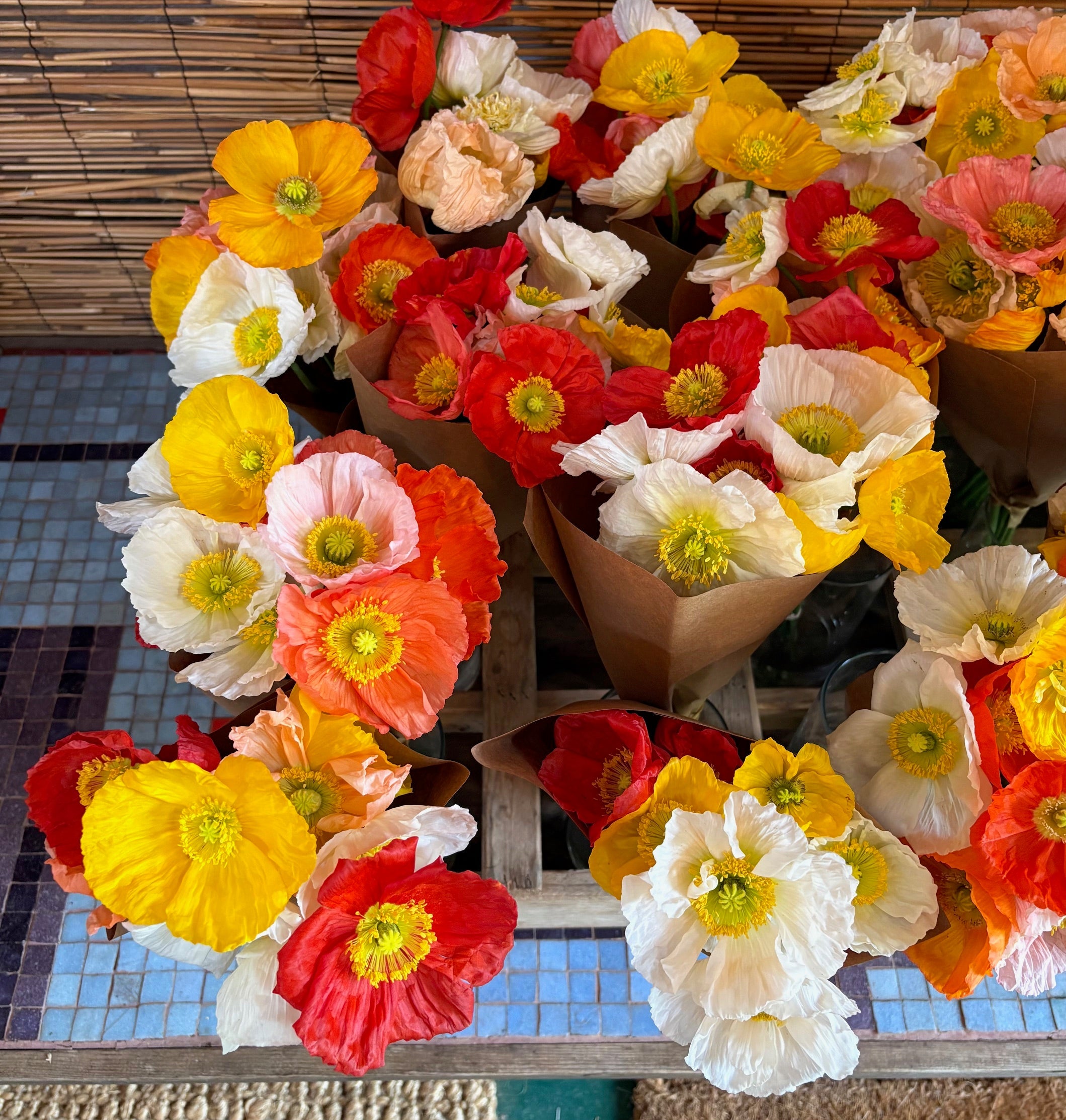 3 Porch Farm Poppies