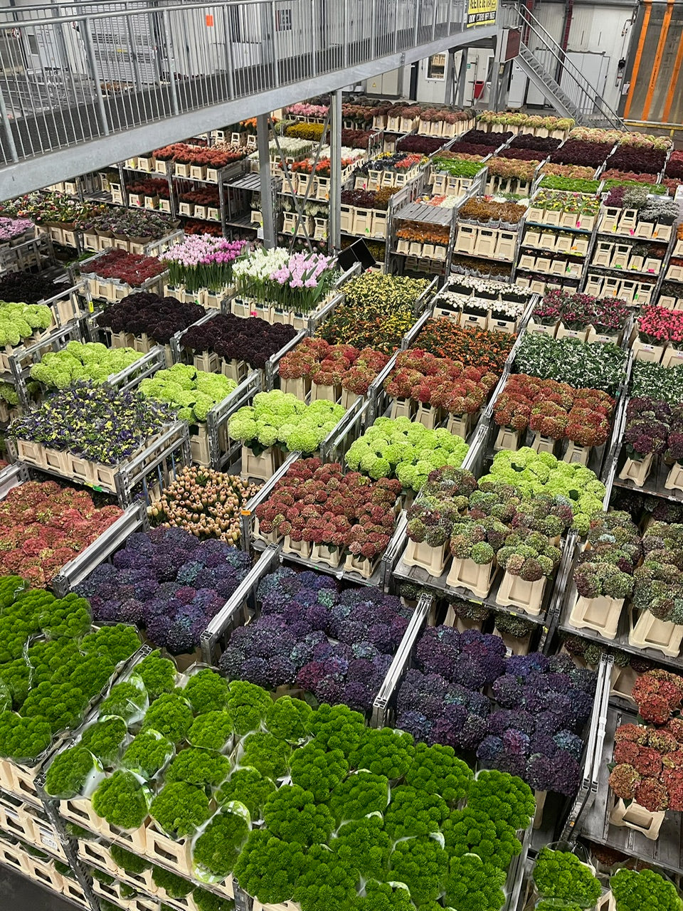 Tiny Hands in Amsterdam 11/14/25