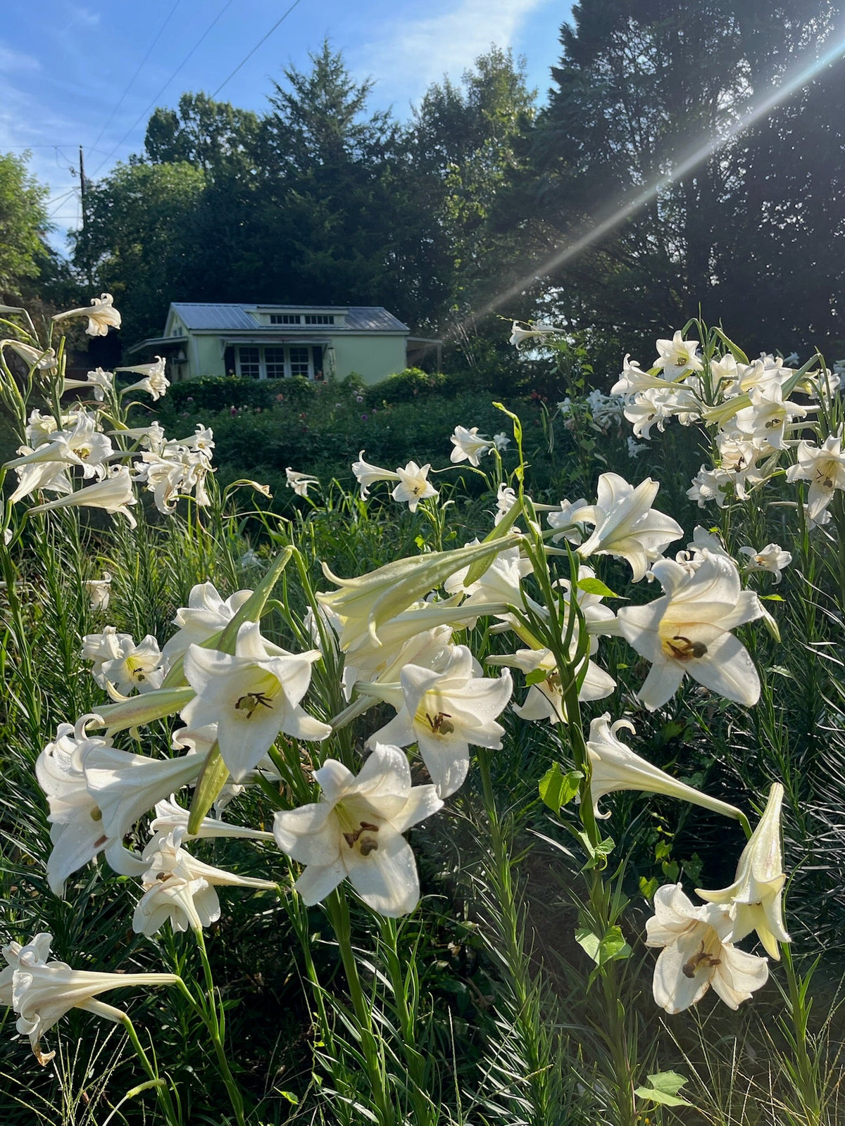 Formosal Lilies blooming at the farm