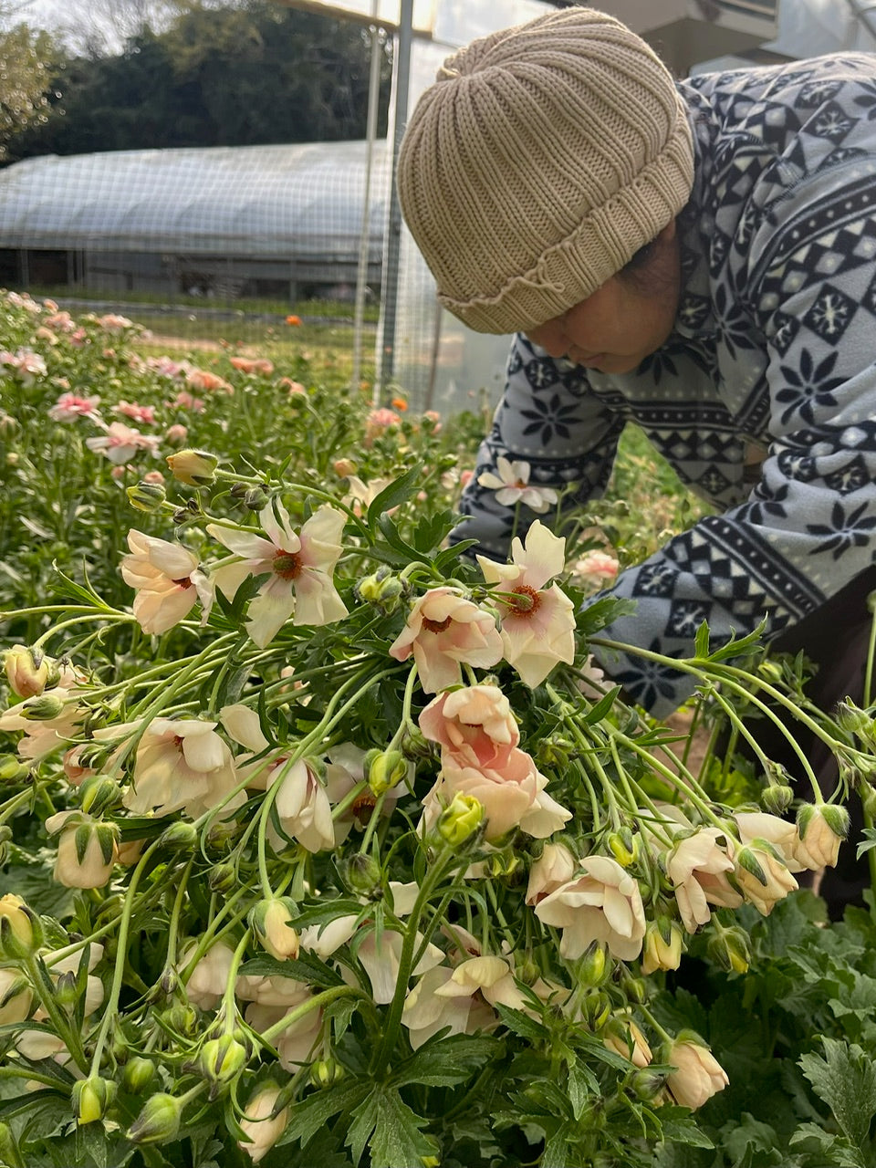 Harvesting Butterfly Ranunculus