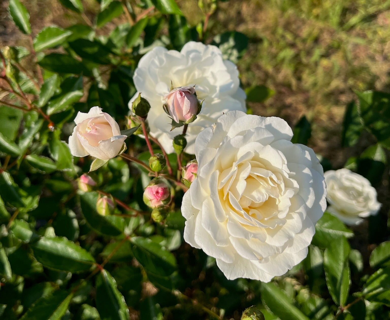 Actual Romance 5/24/26