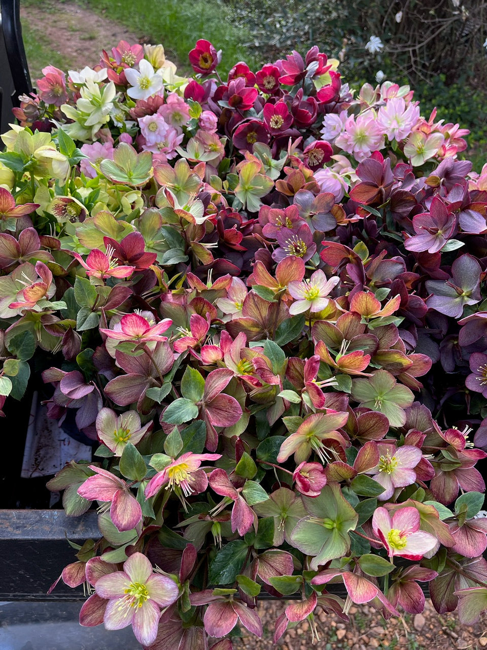 Hellebores are back in stock!