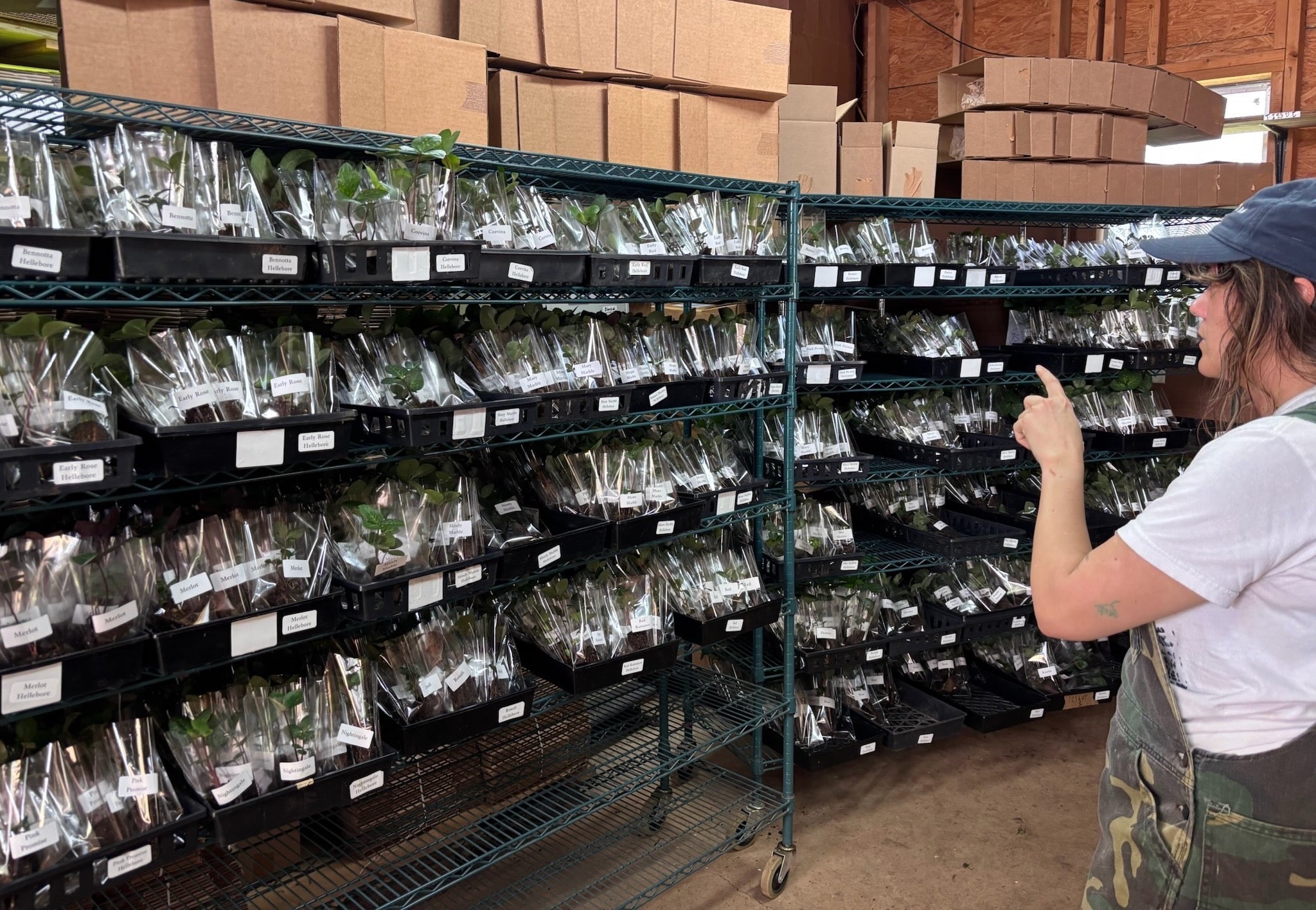 Rachel making sure all the hellebore plants are lined up and ready to ship!