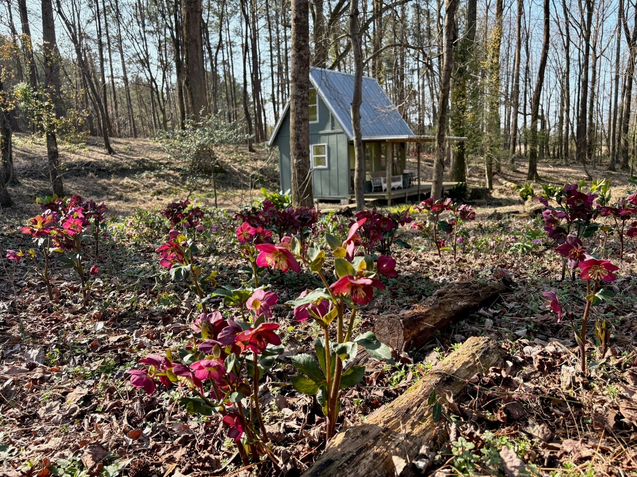 Hellebores are blooming everywhere in the woods!