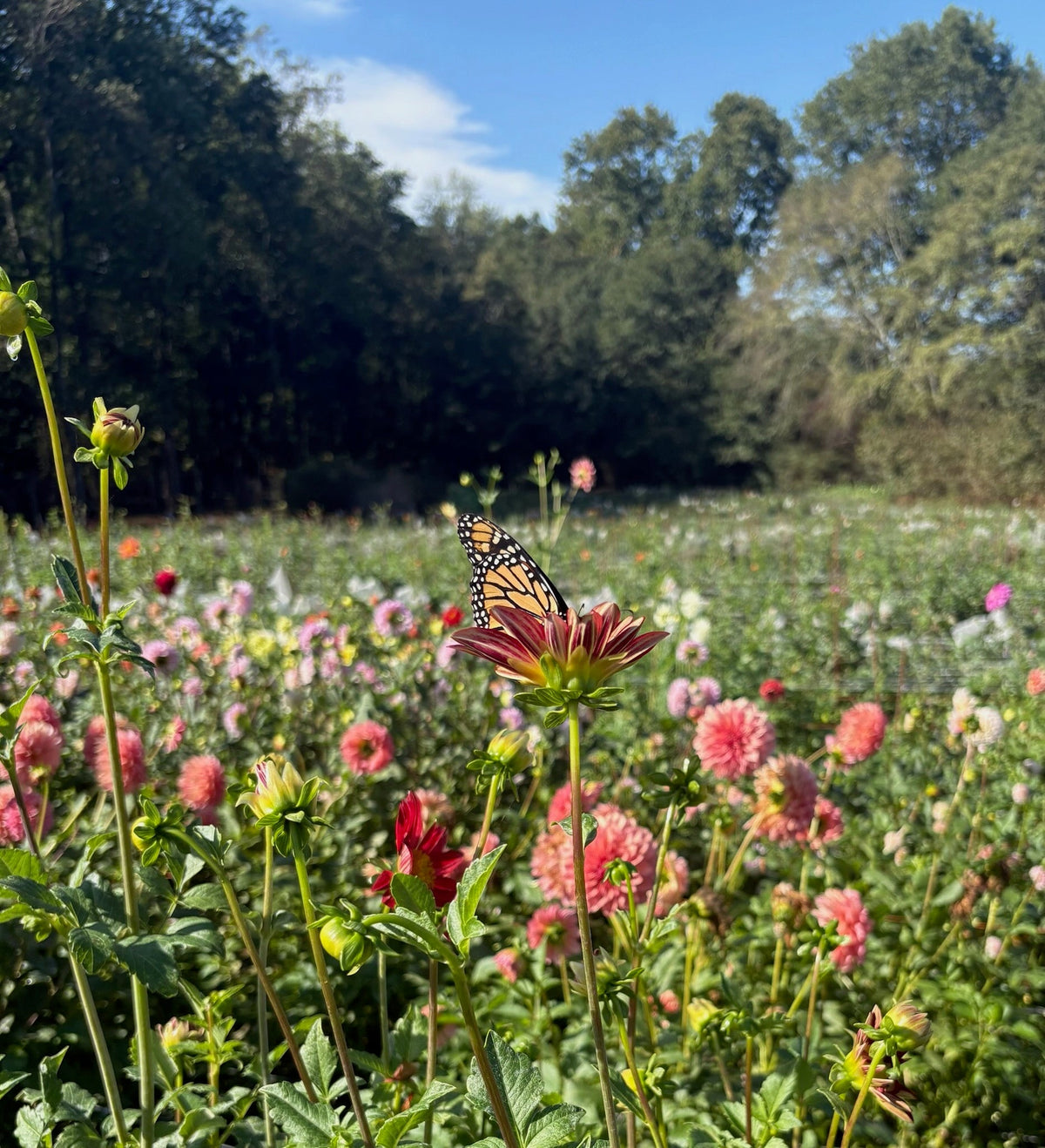 Monarch in the dahlia field