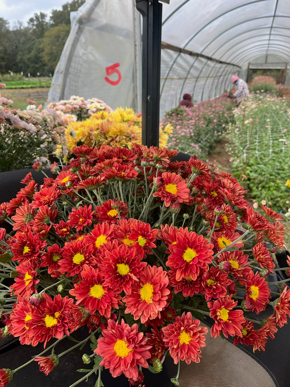 Heirloom chrysanthemum harvest