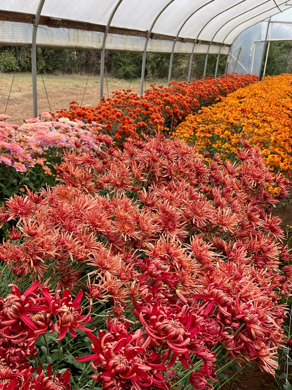 Heirloom Chrysanthemums