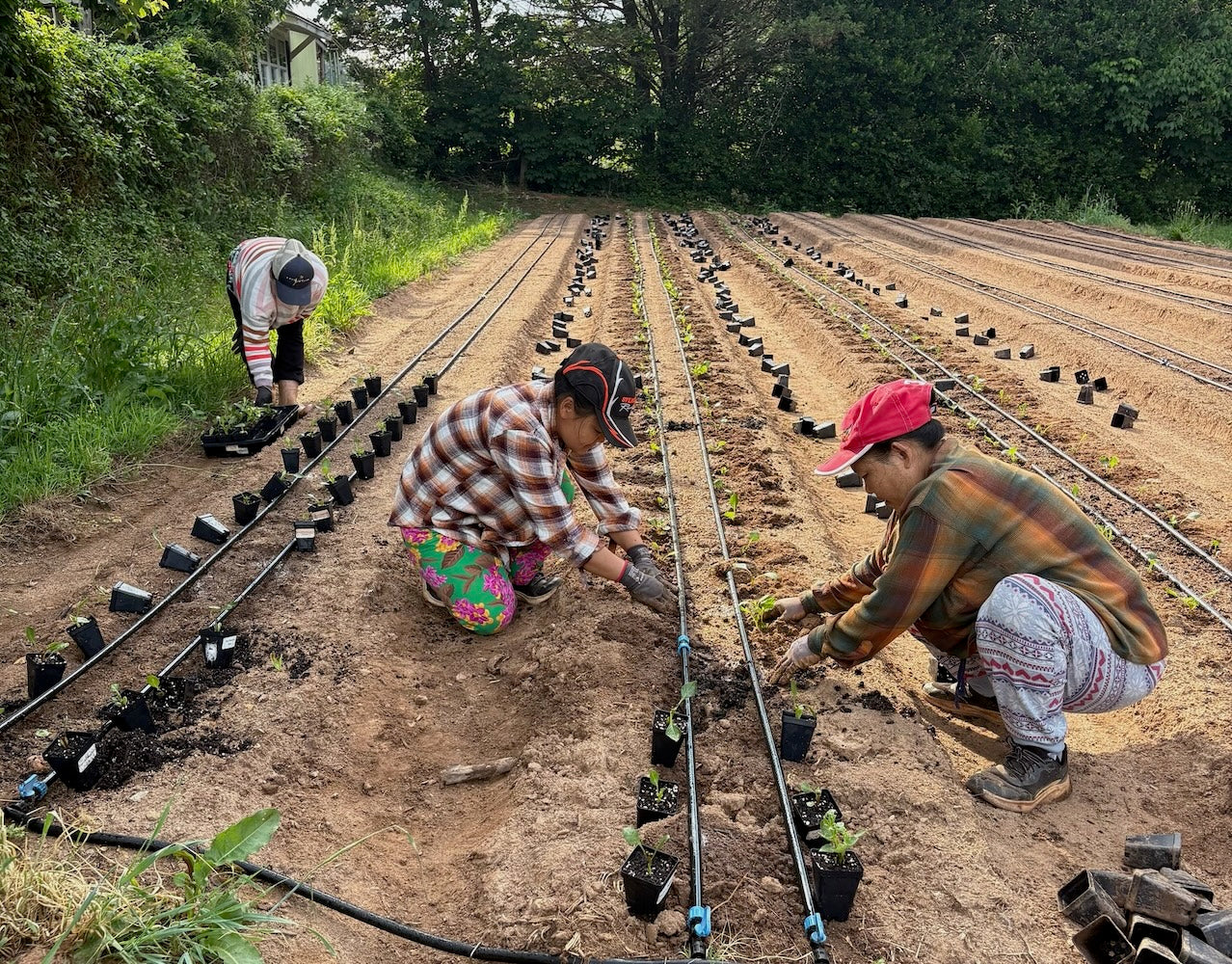 Planting dahlias