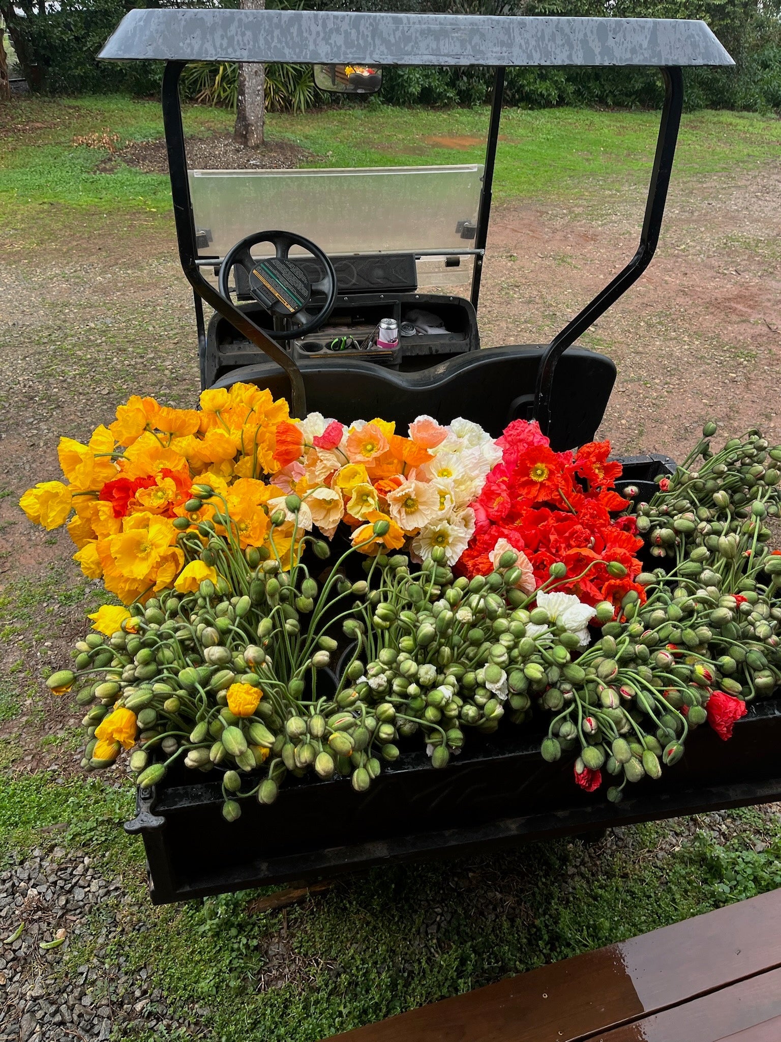 Peonies harvested and loaded into the farm cart