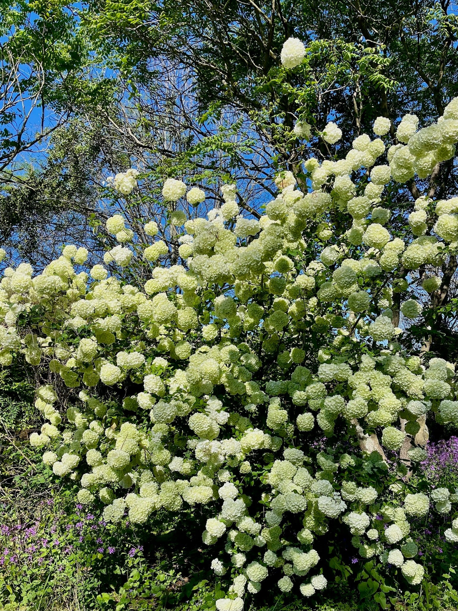 Snowball Viburnum blooming at the farm!