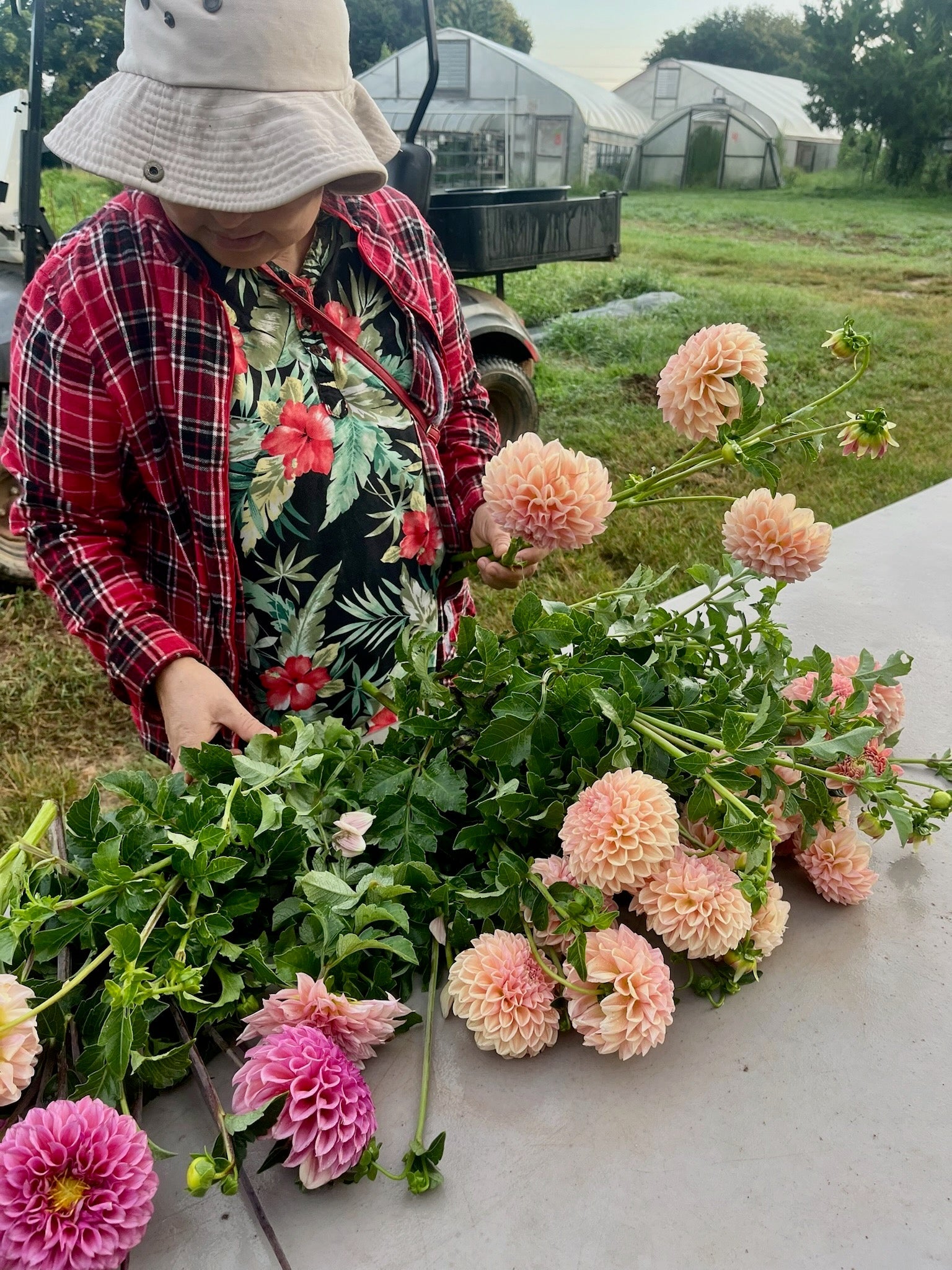 Dahlias