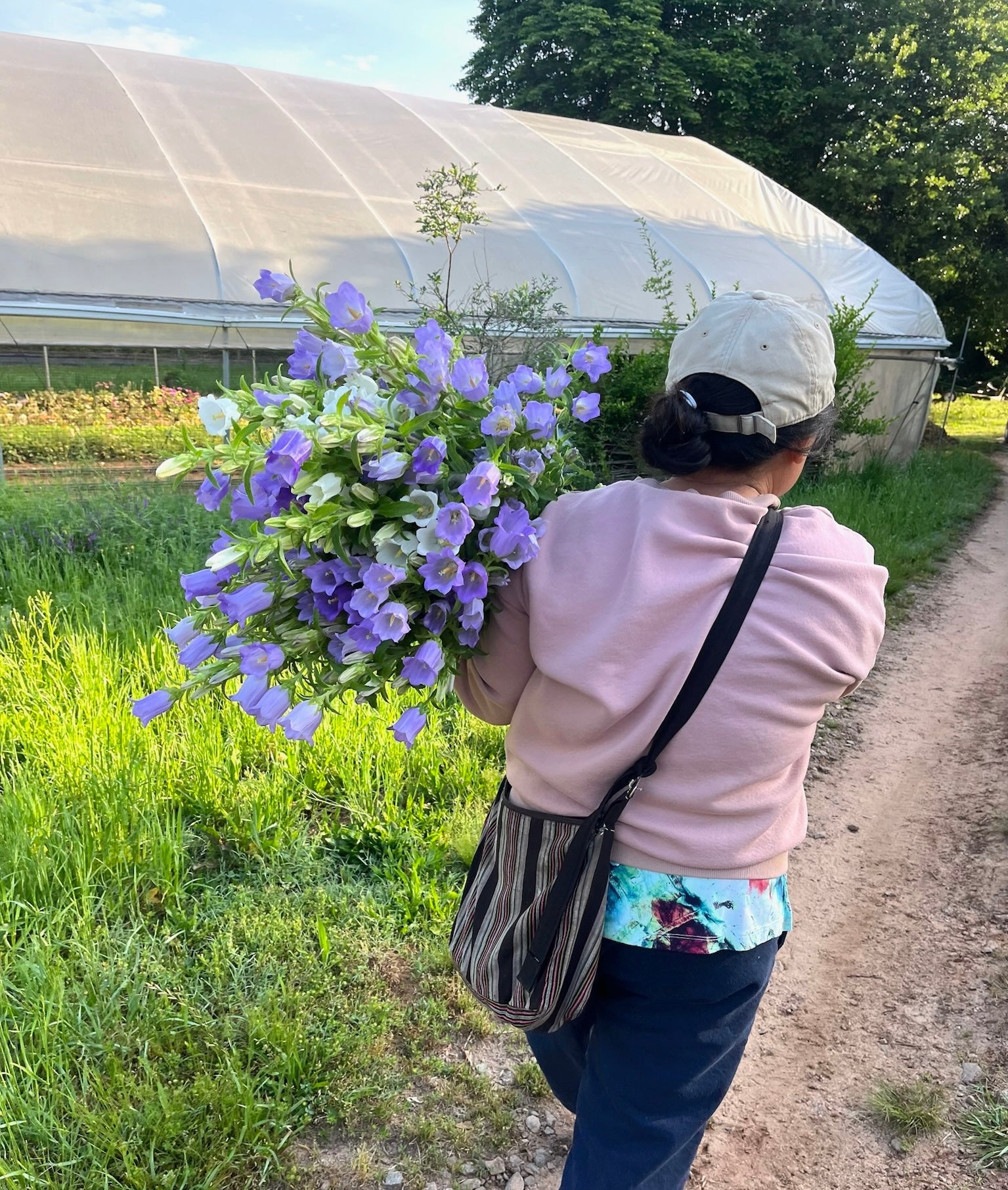 Bringing in the campanula harvest