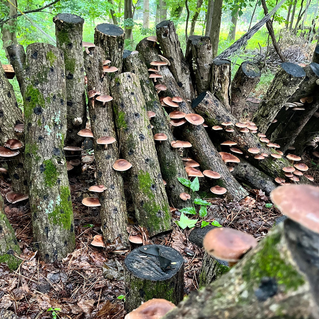 Mushrooms! 5/27/22