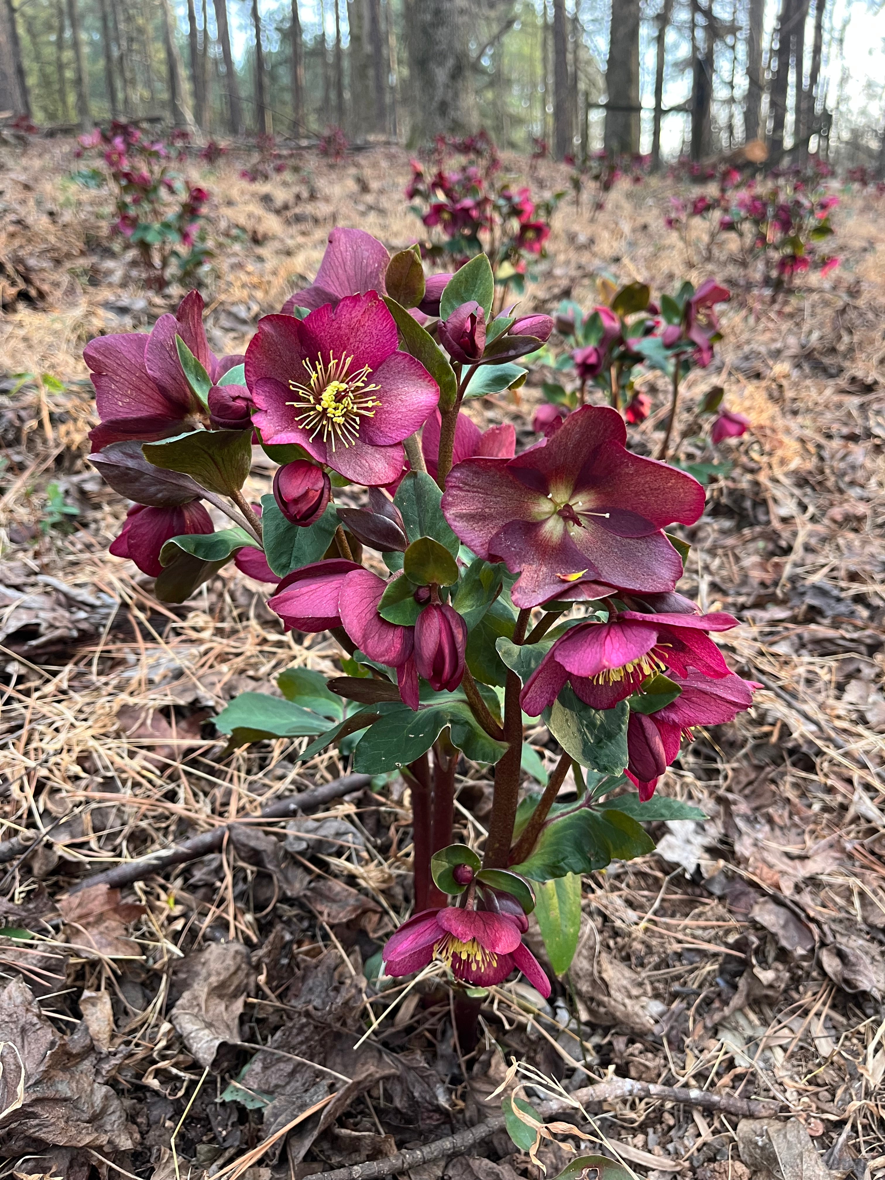 2026 Hellebore Collection