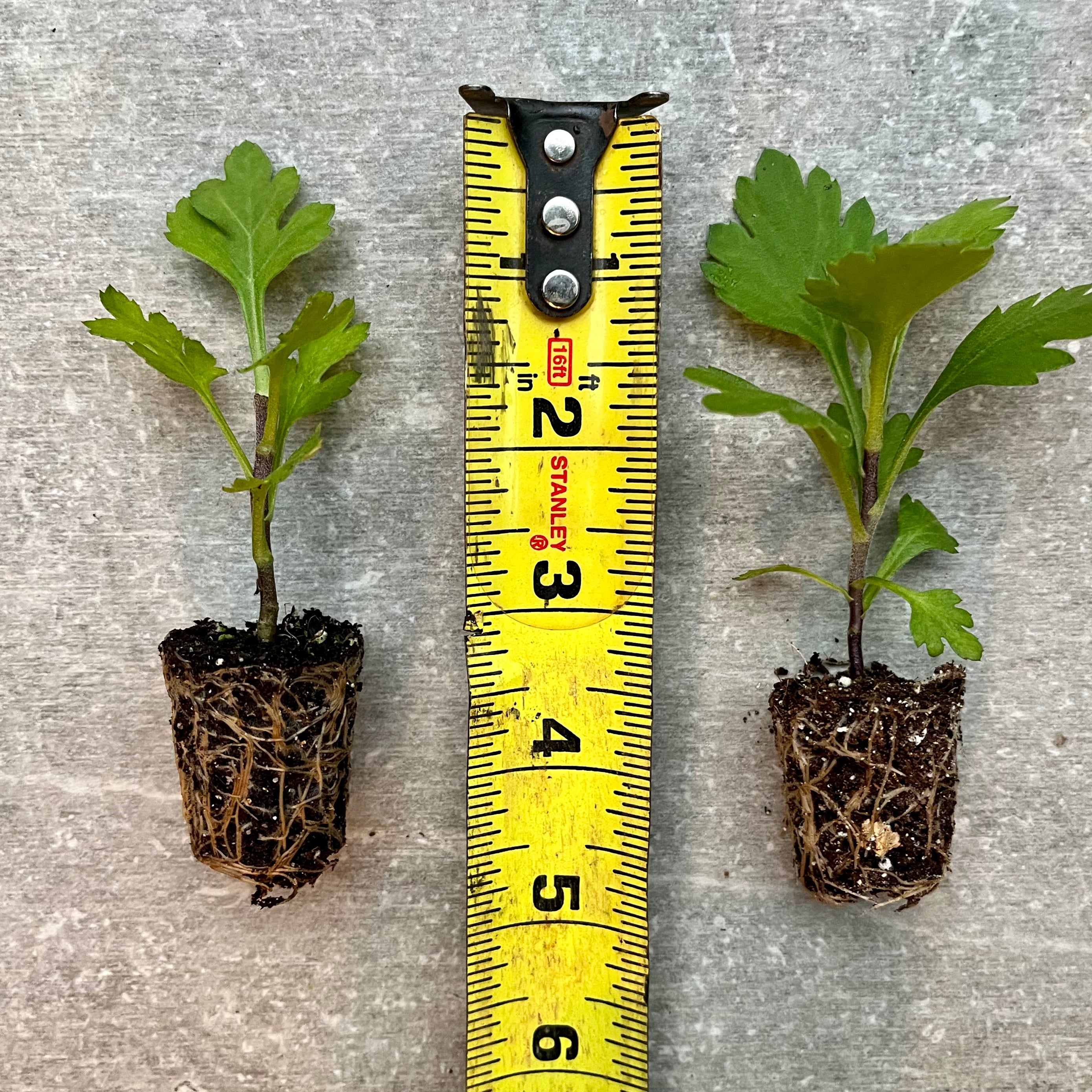 Heirloom Chrysanthemum cuttings || Ships Week of May 14th