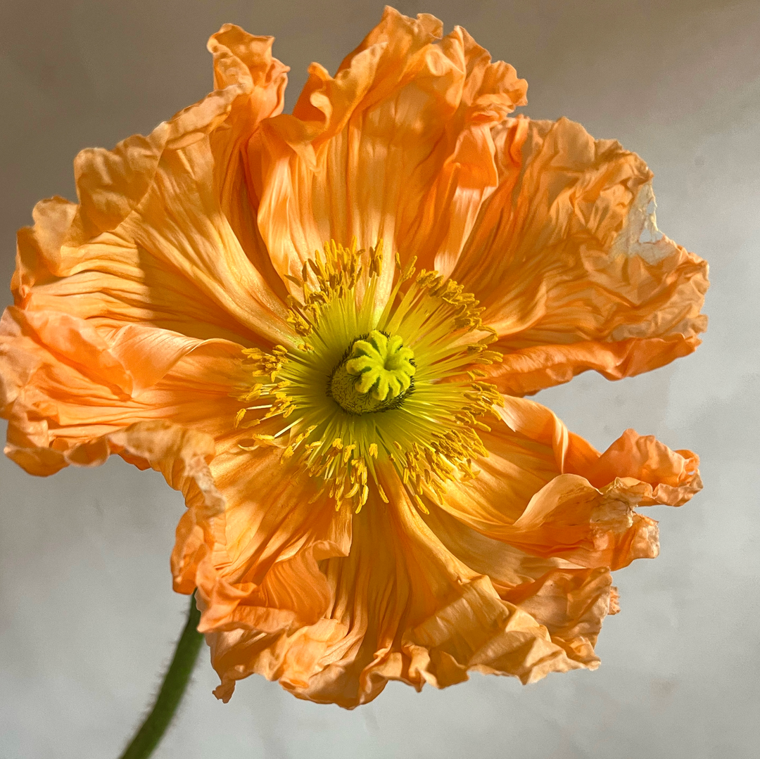 Italian Poppy Care Page – 3 Porch Farm