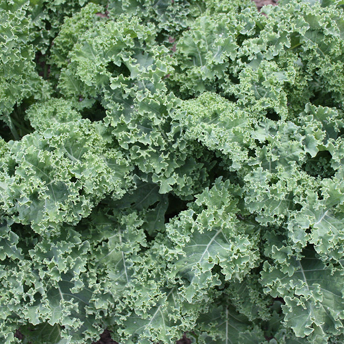 Kale 'Darkibor'