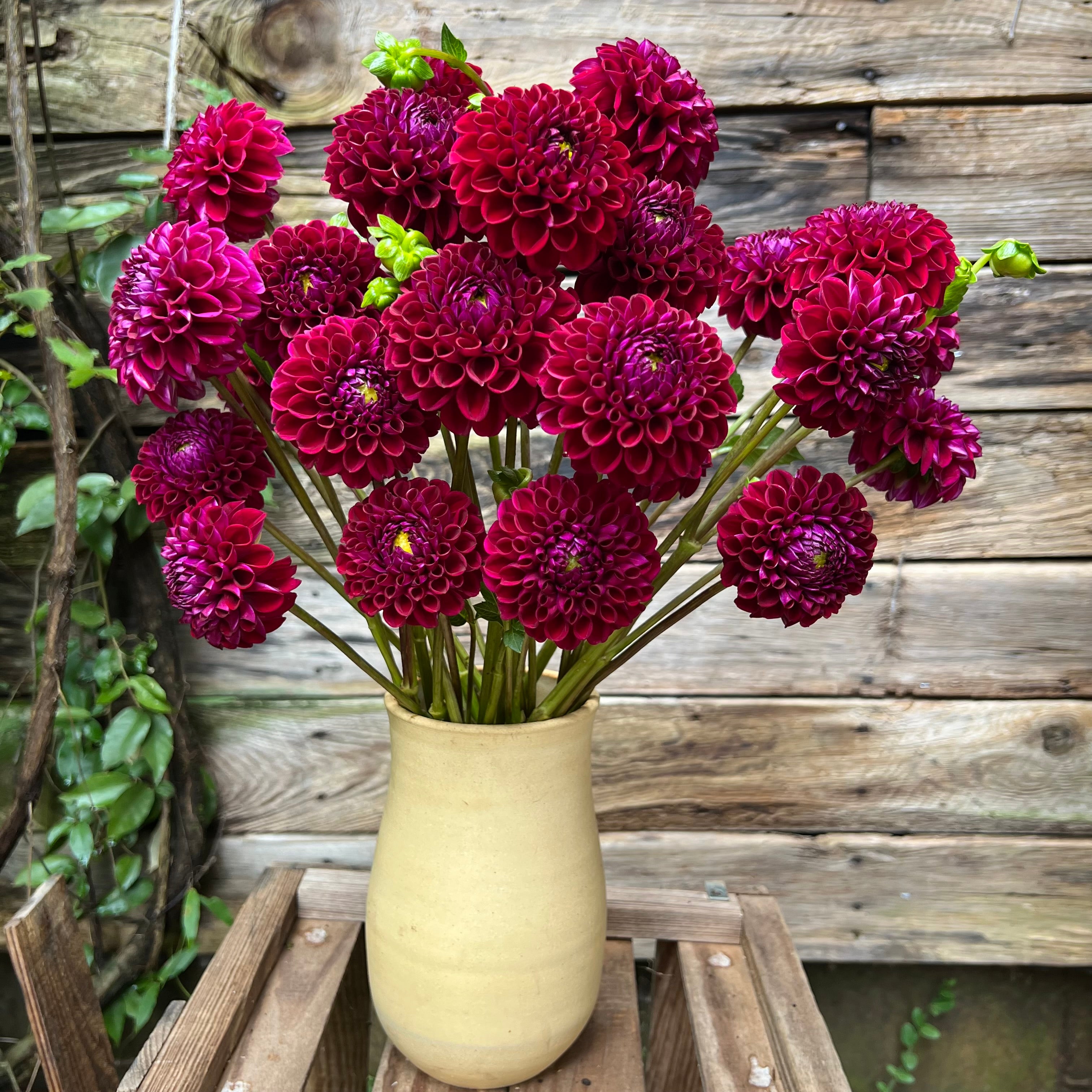 Fresh Cut Flowers Shipped || Ivanetti Dahlia Mix