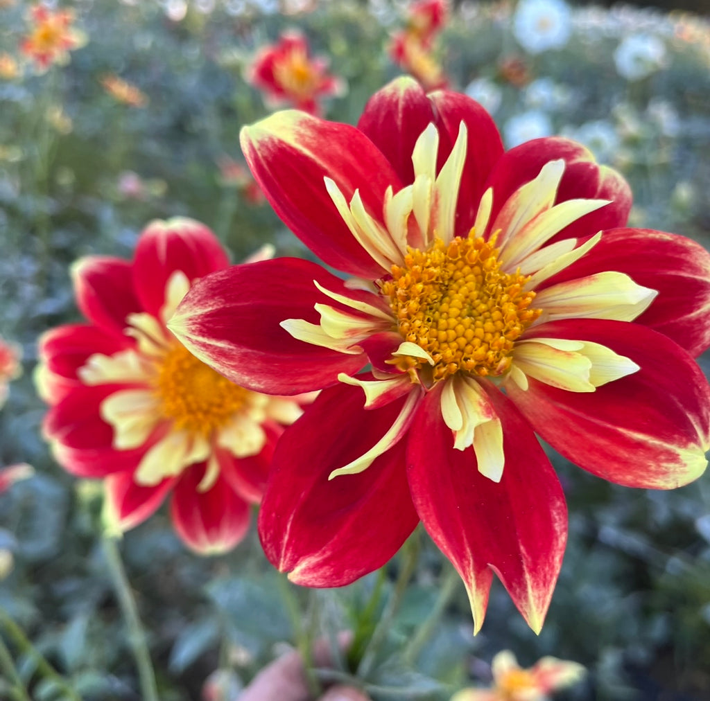 Dahlia Tuber || Pooh – 3 Porch Farm