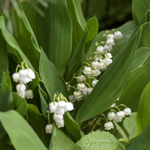 Lily of the Valley