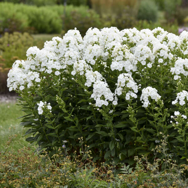 Phlox ‘Backlight'