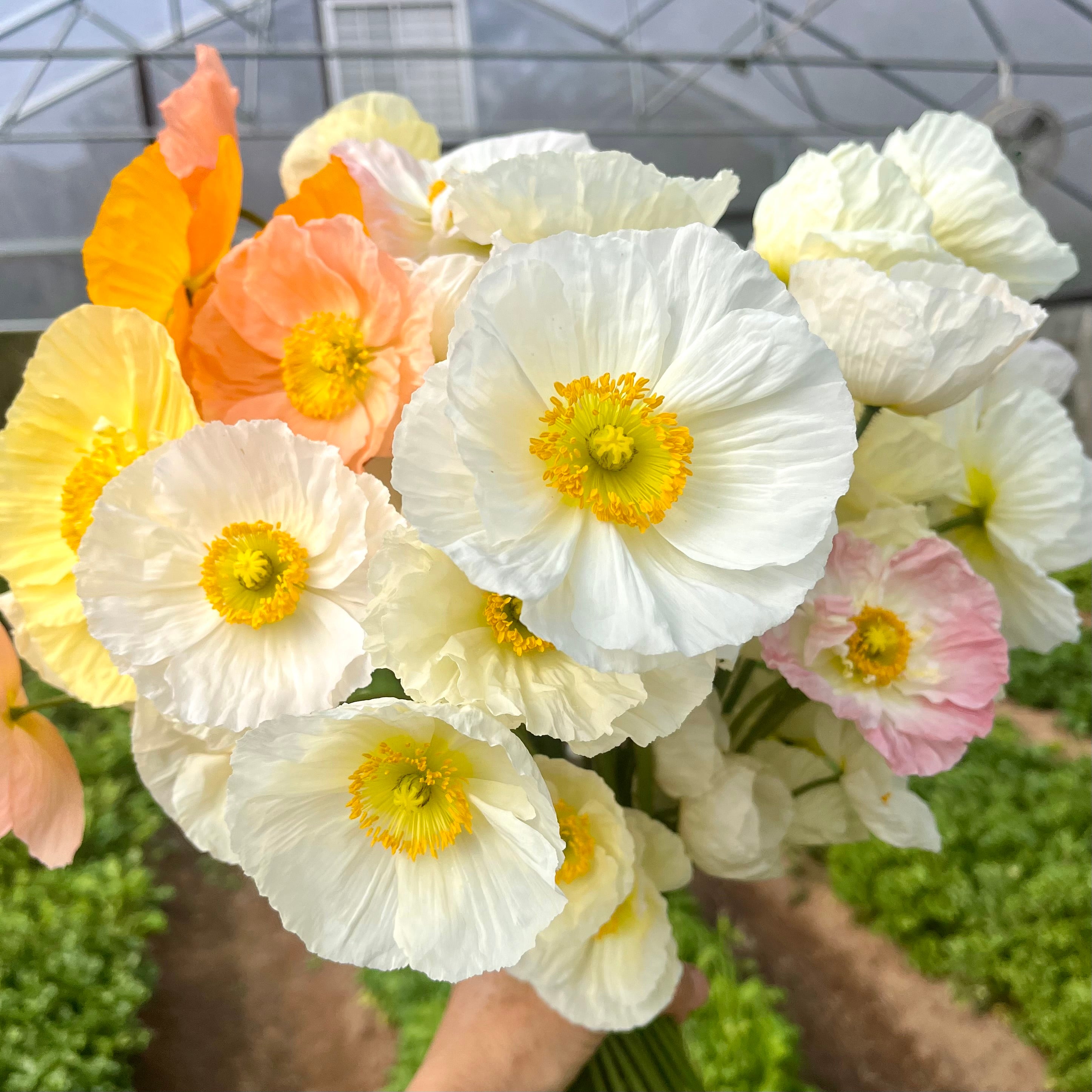 Fresh Cut flowers shipped || Icelandic Poppies 'Pastel Mix'