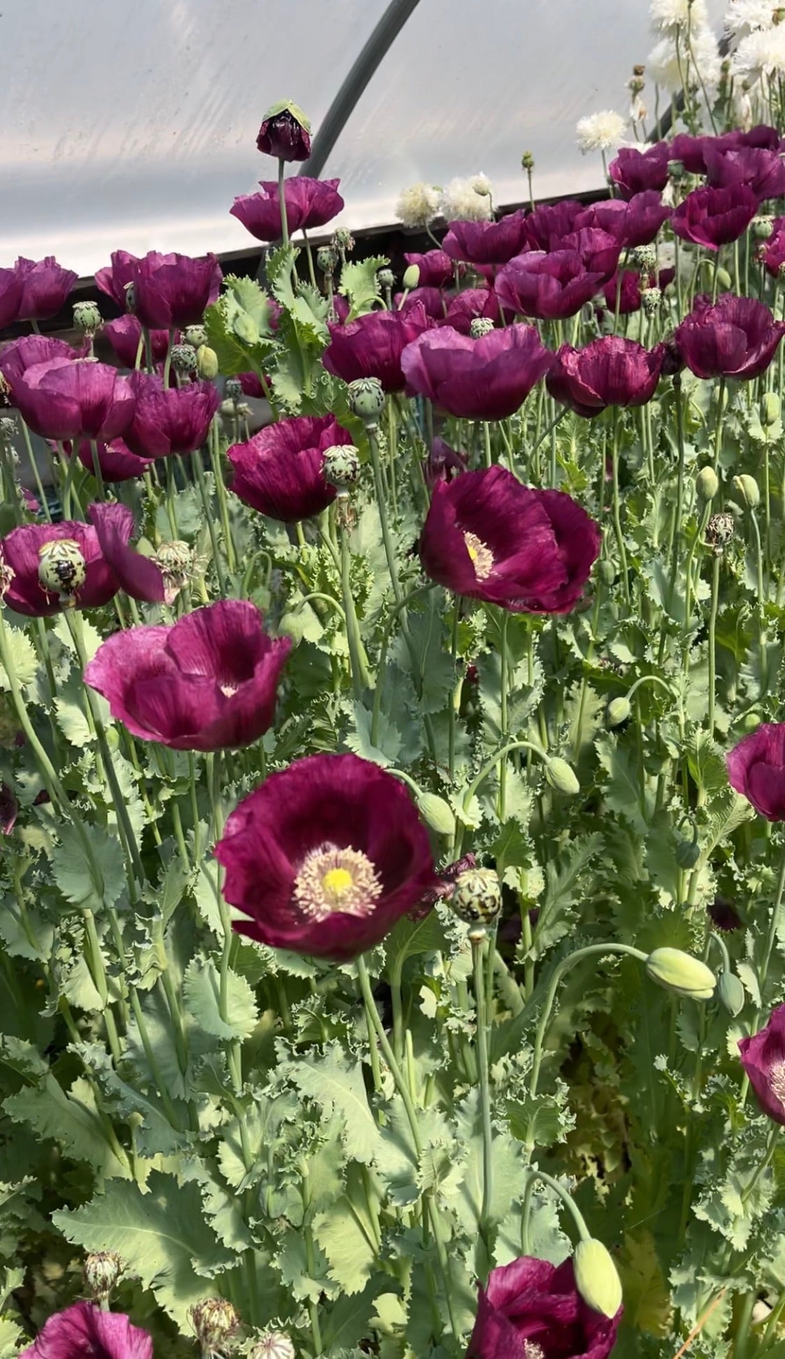 Poppy 'Lauren's Grape' Seeds