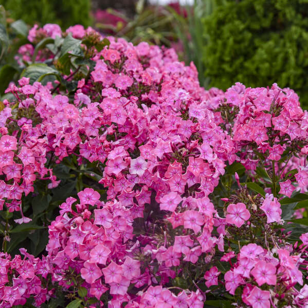 Phlox ‘Pink Lightning'