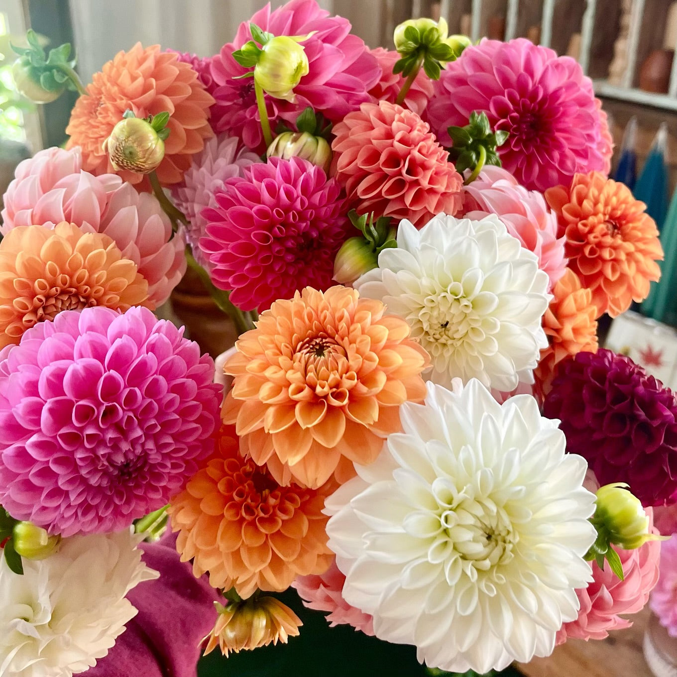 Dahlia Tuber || Ball Farmer's Mix