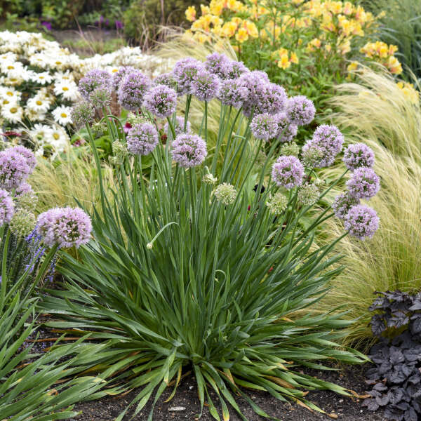 Ornamental Onion 'Bubble Bath'