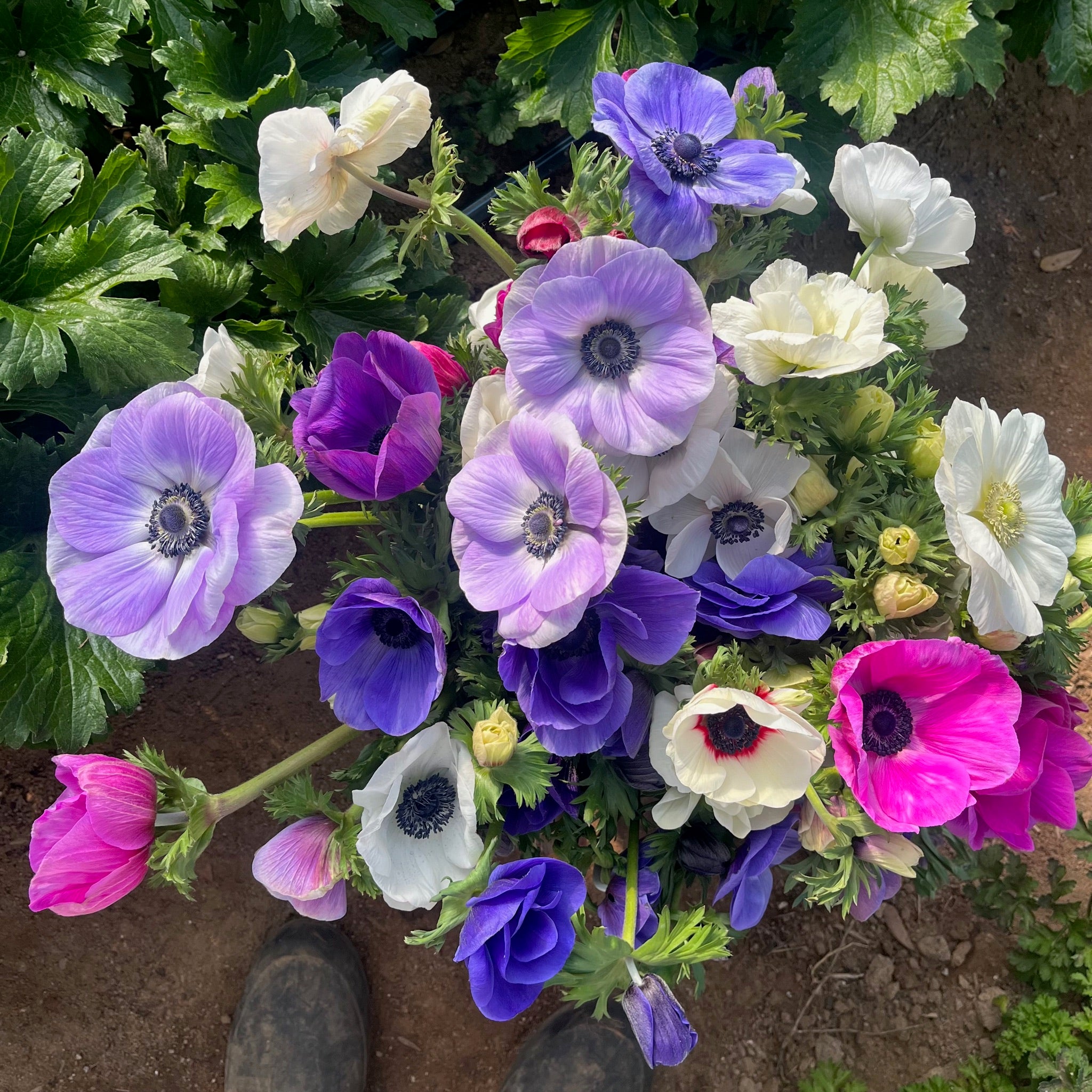 マトファー　マジフラワー Cut Flower Care Page – 3 Porch Farm