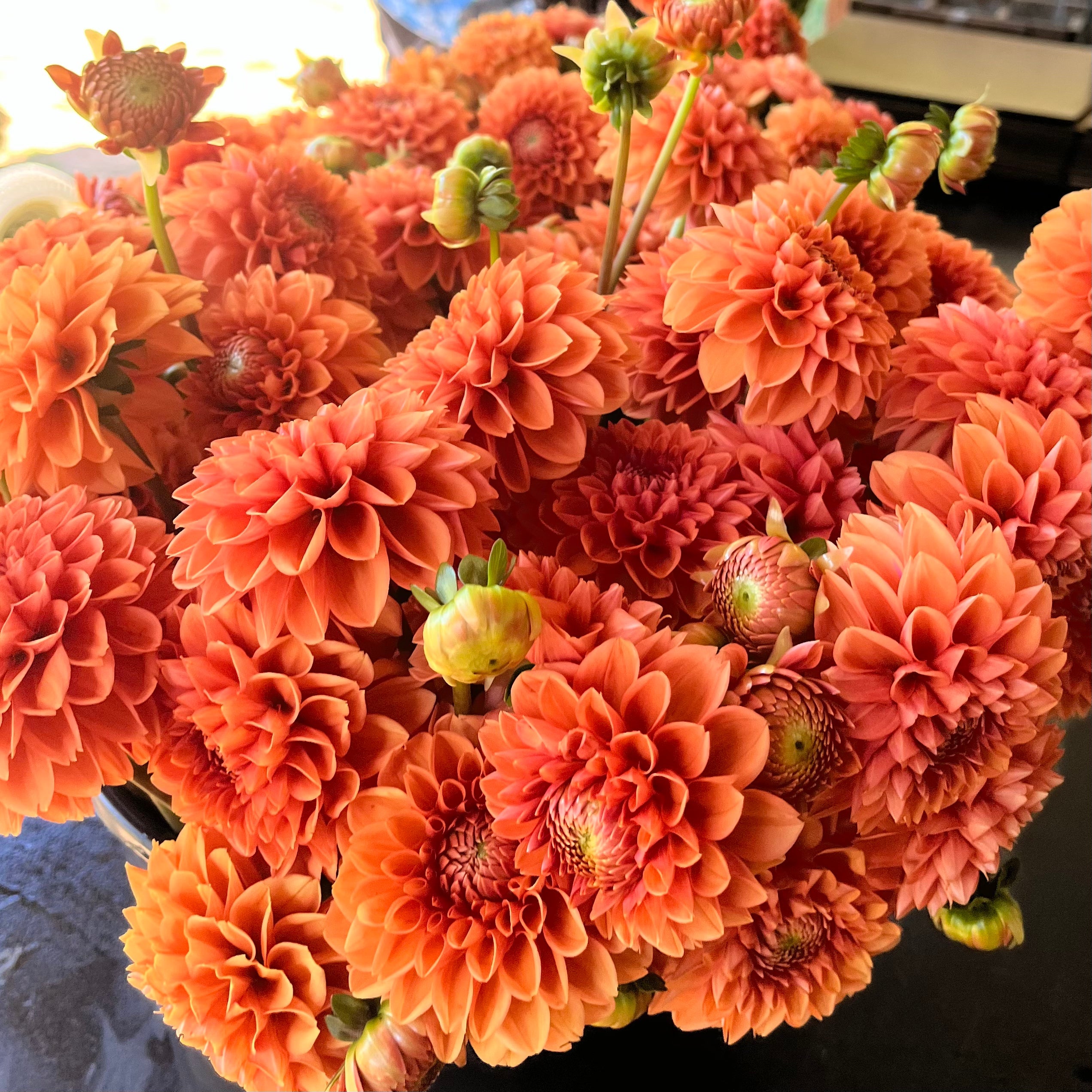 Dahlia Tuber || Orange Ball Mix || Pickup Only