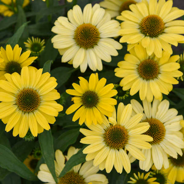 Coneflower 'Canary Feathers'