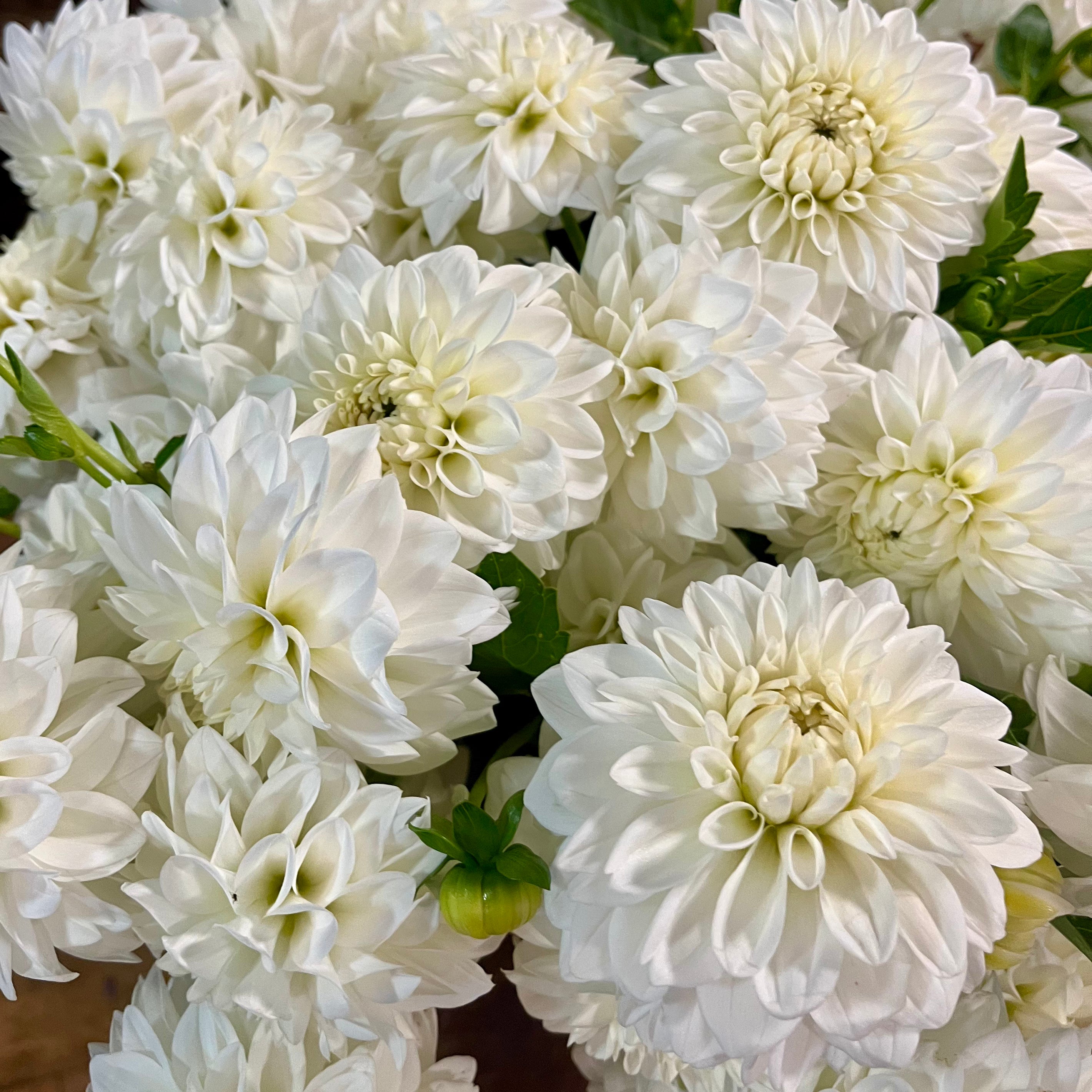 Dahlia Tuber || White