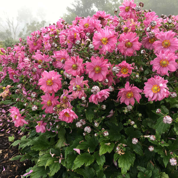 Japanese Anemone 'Fall In Love Sweetly'