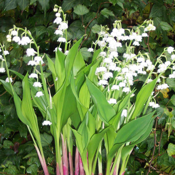 Lily of the Valley 'Bordeaux'