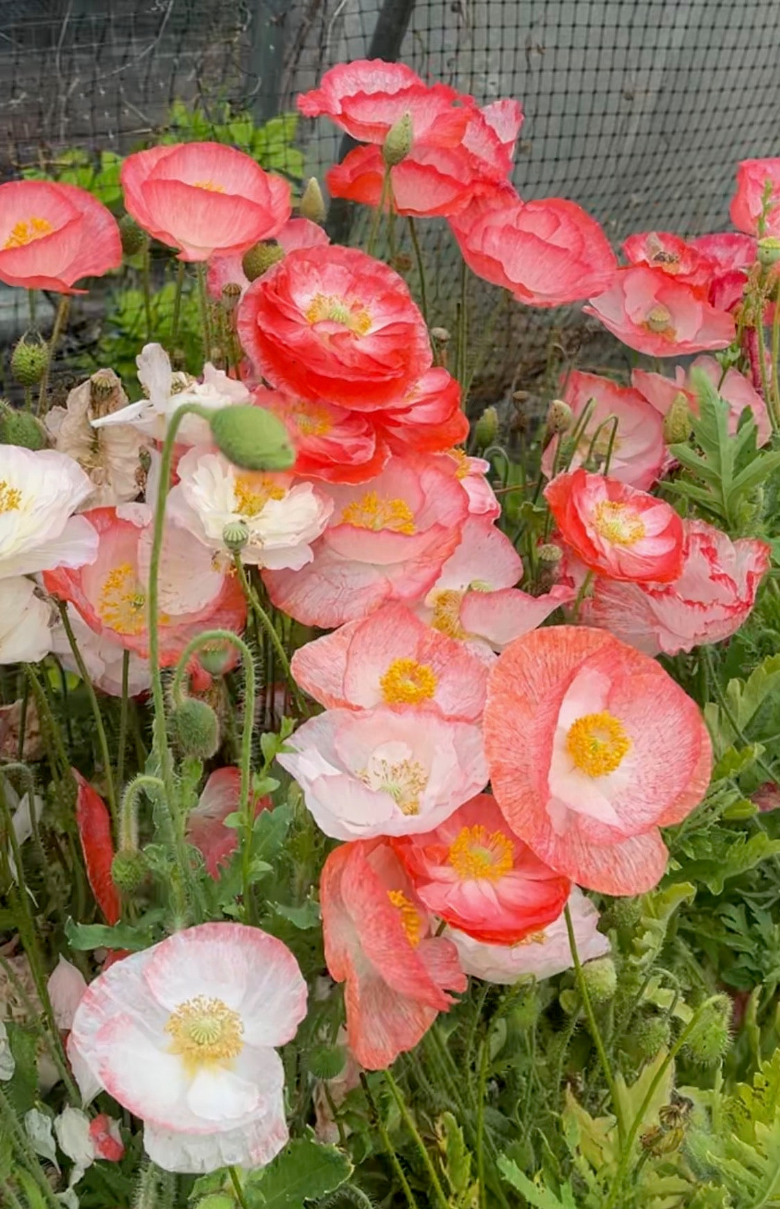 Poppy 'Falling in Love' Seeds