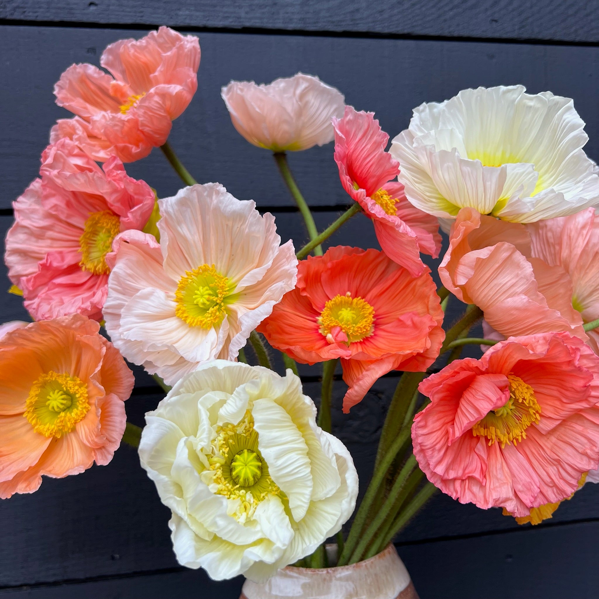 Fresh Cut flowers shipped || Italian Poppies
