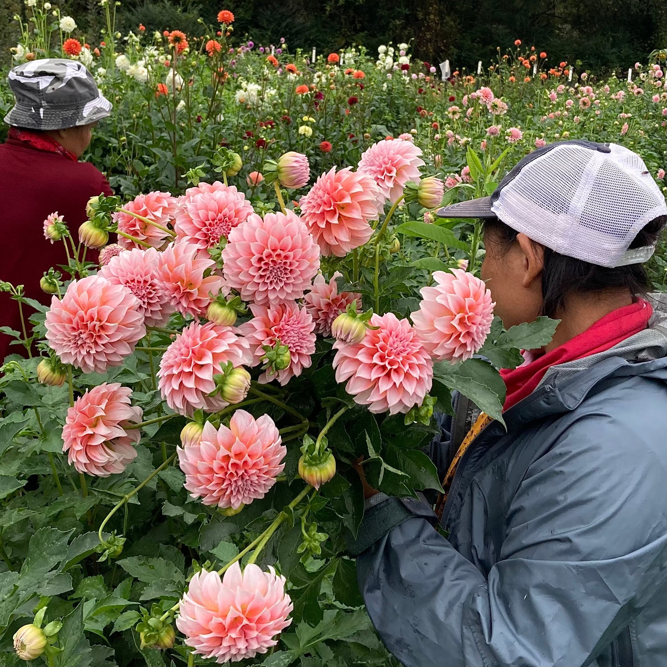 Dahlia Tuber || Peaches n' Cream || Pickup only