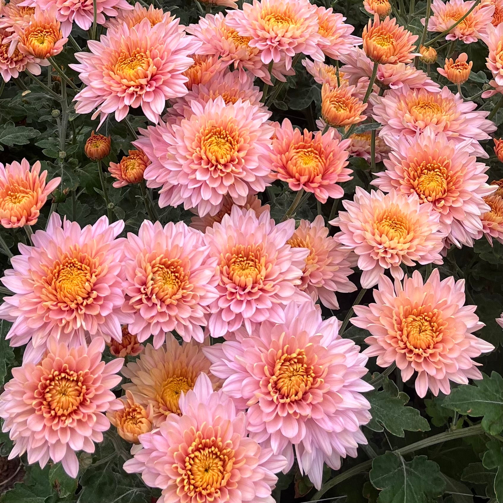 Mum Catalog 3 Porch Farm