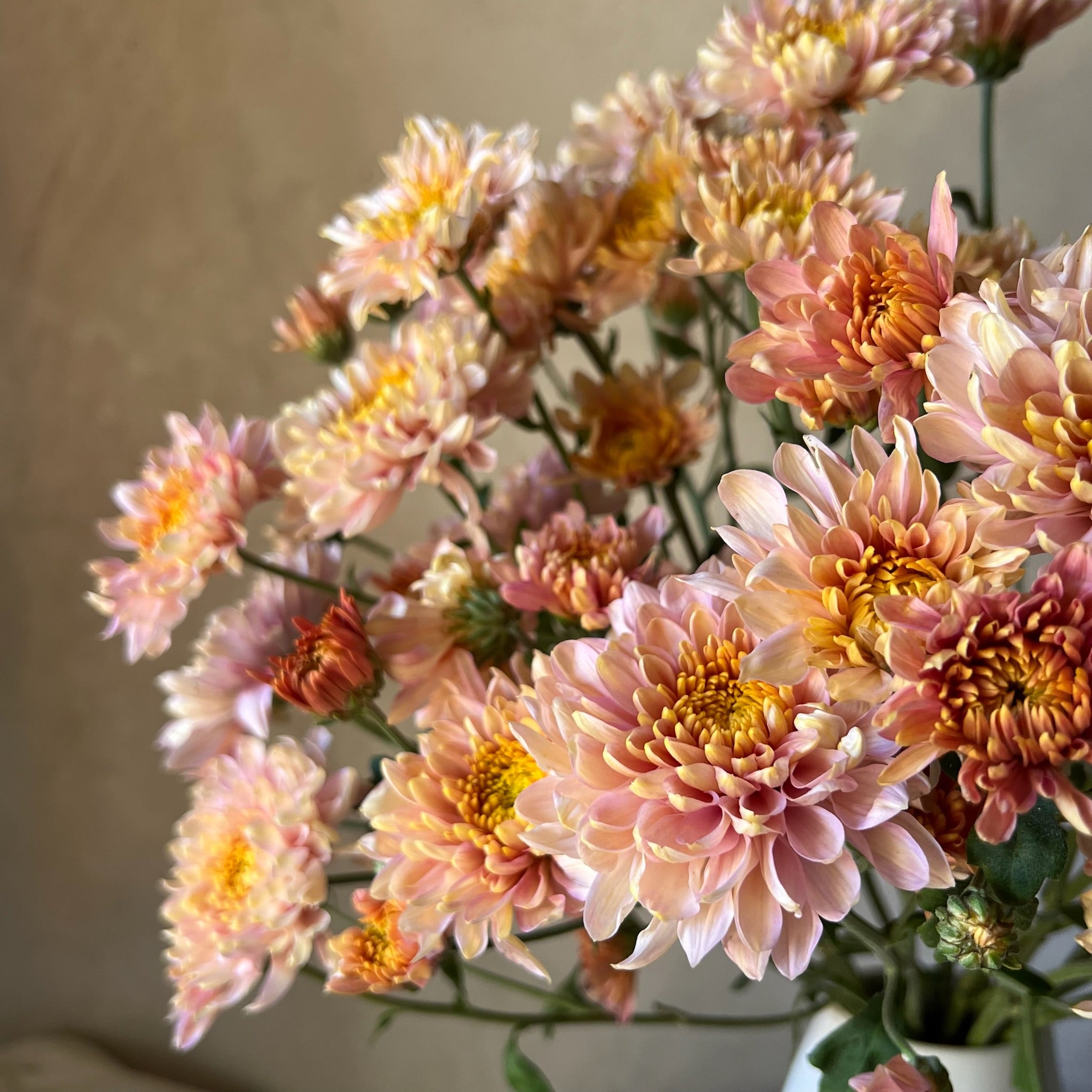 Heirloom Chrysanthemum cuttings || Ready to Ship!