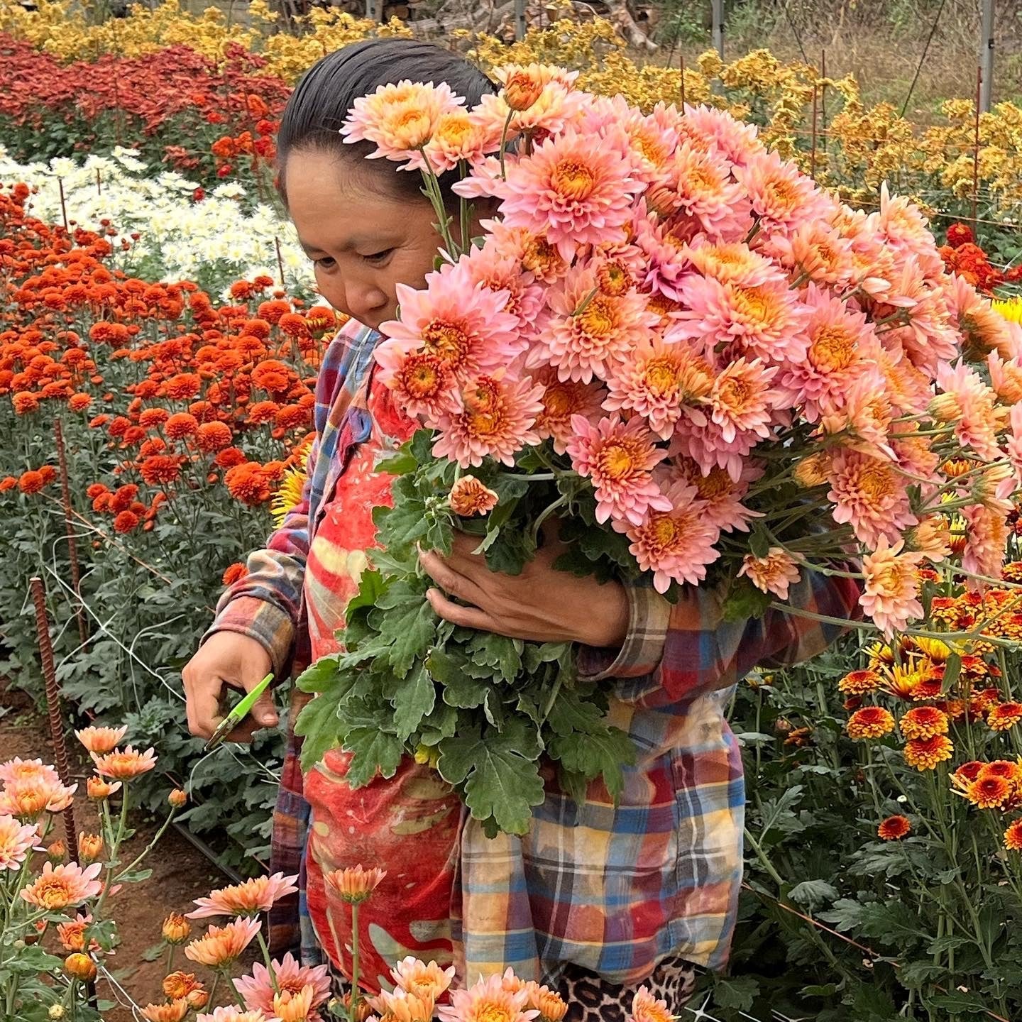 Fresh Cut Flowers Shipped || Gratitude Mum Mix Pre-Order