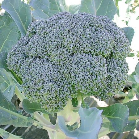 Broccoli 'Gypsy'