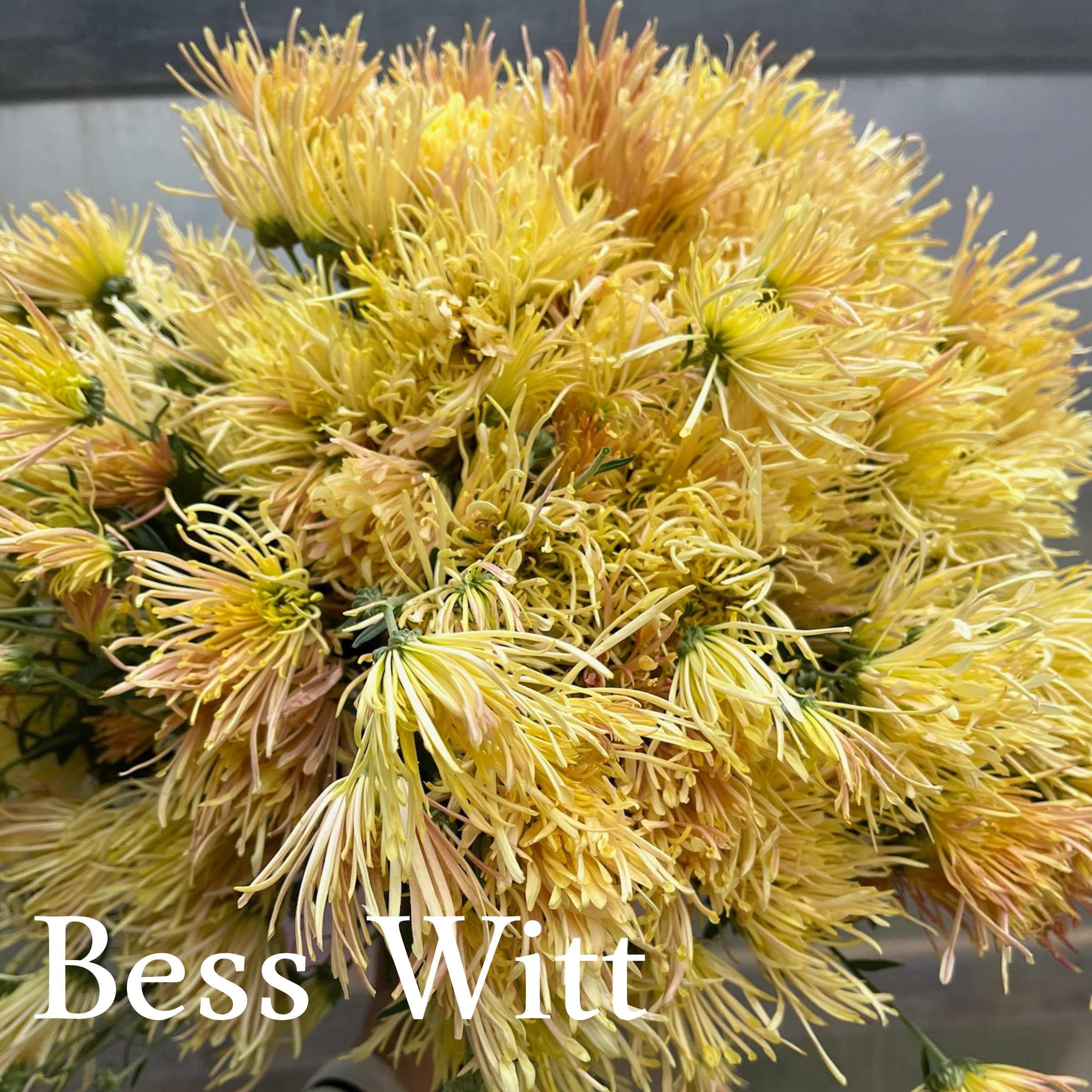Heirloom Chrysanthemum cuttings || Ready to Ship!