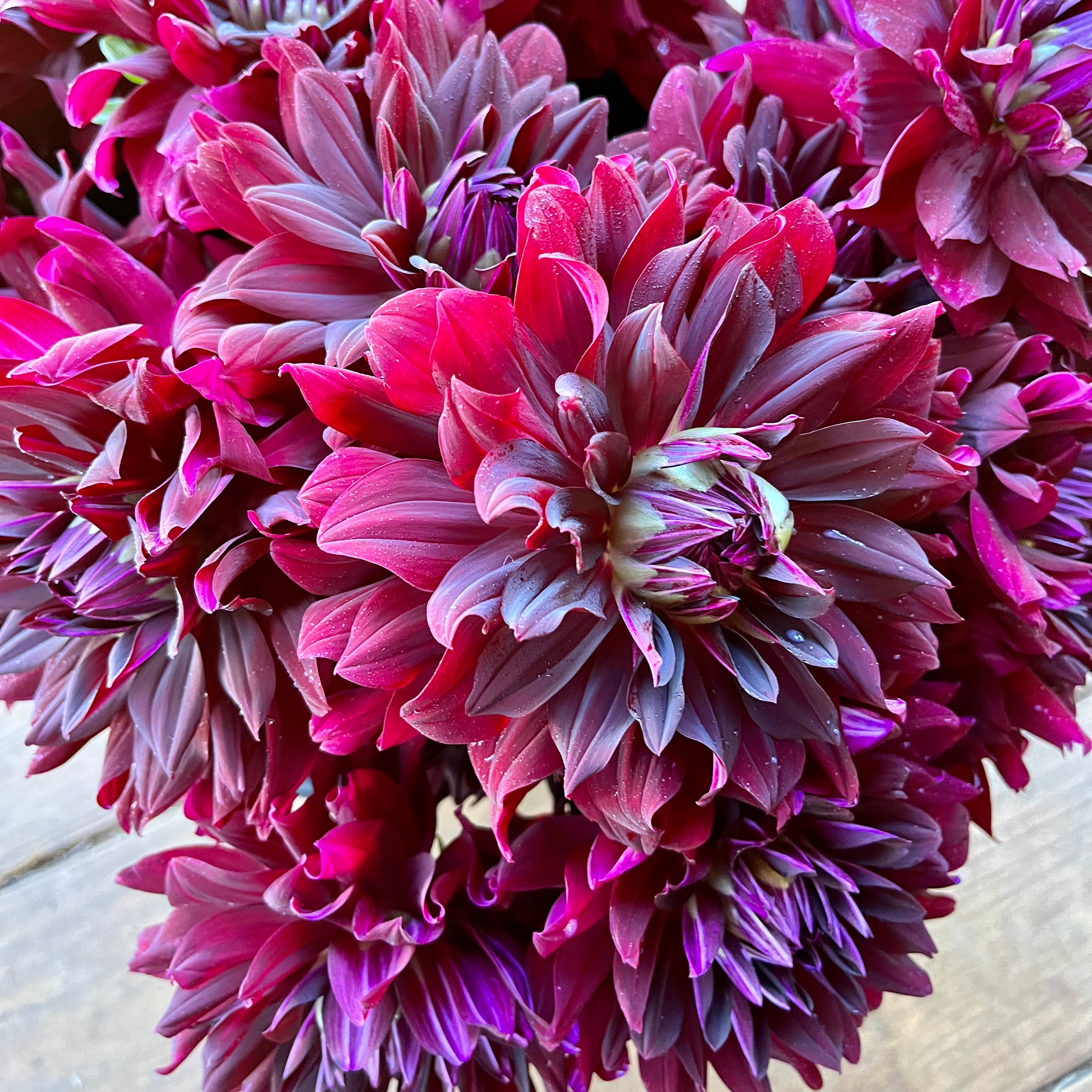 Fresh Cut Flowers Shipped || Rip City Dahlias
