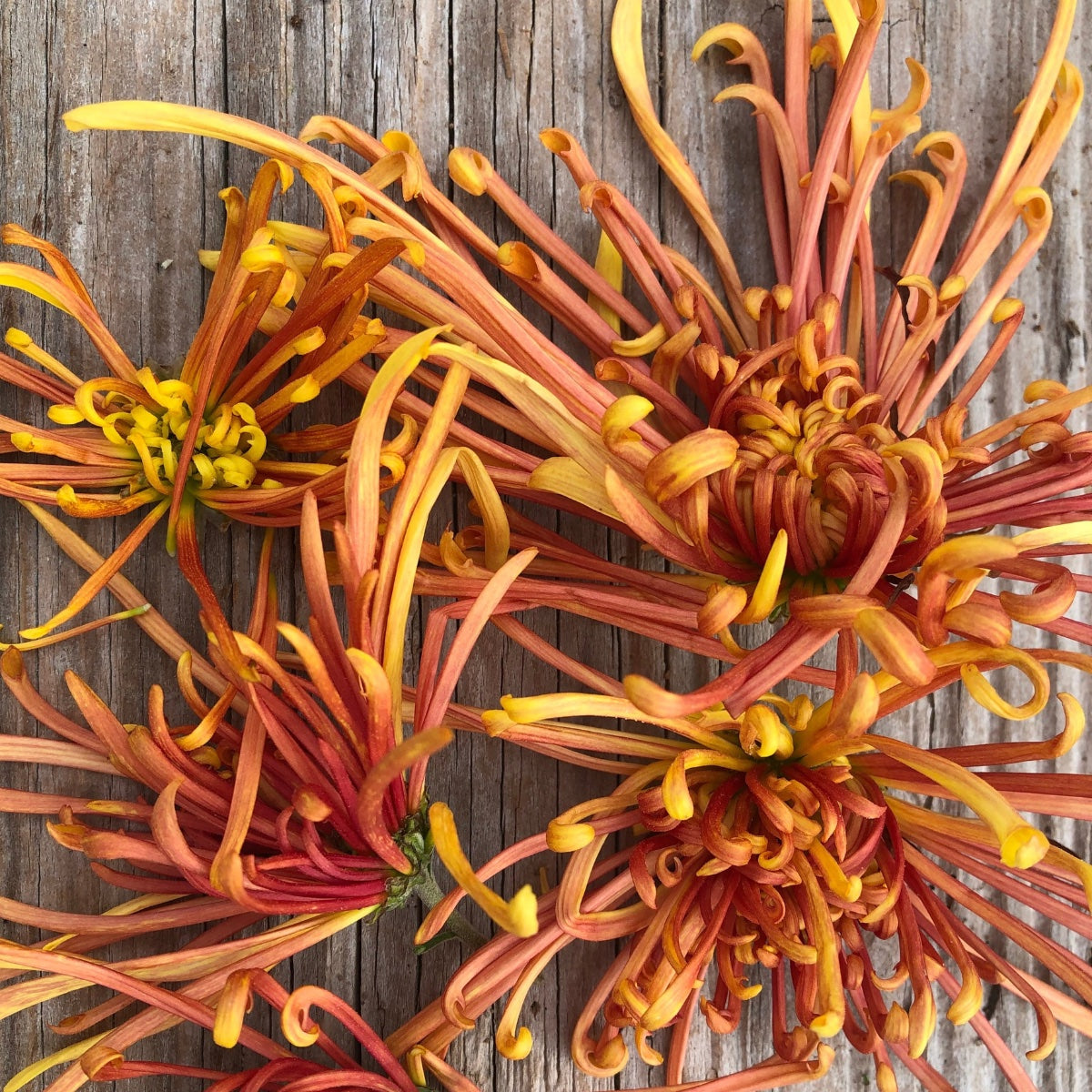 Mum Catalog 3 Porch Farm