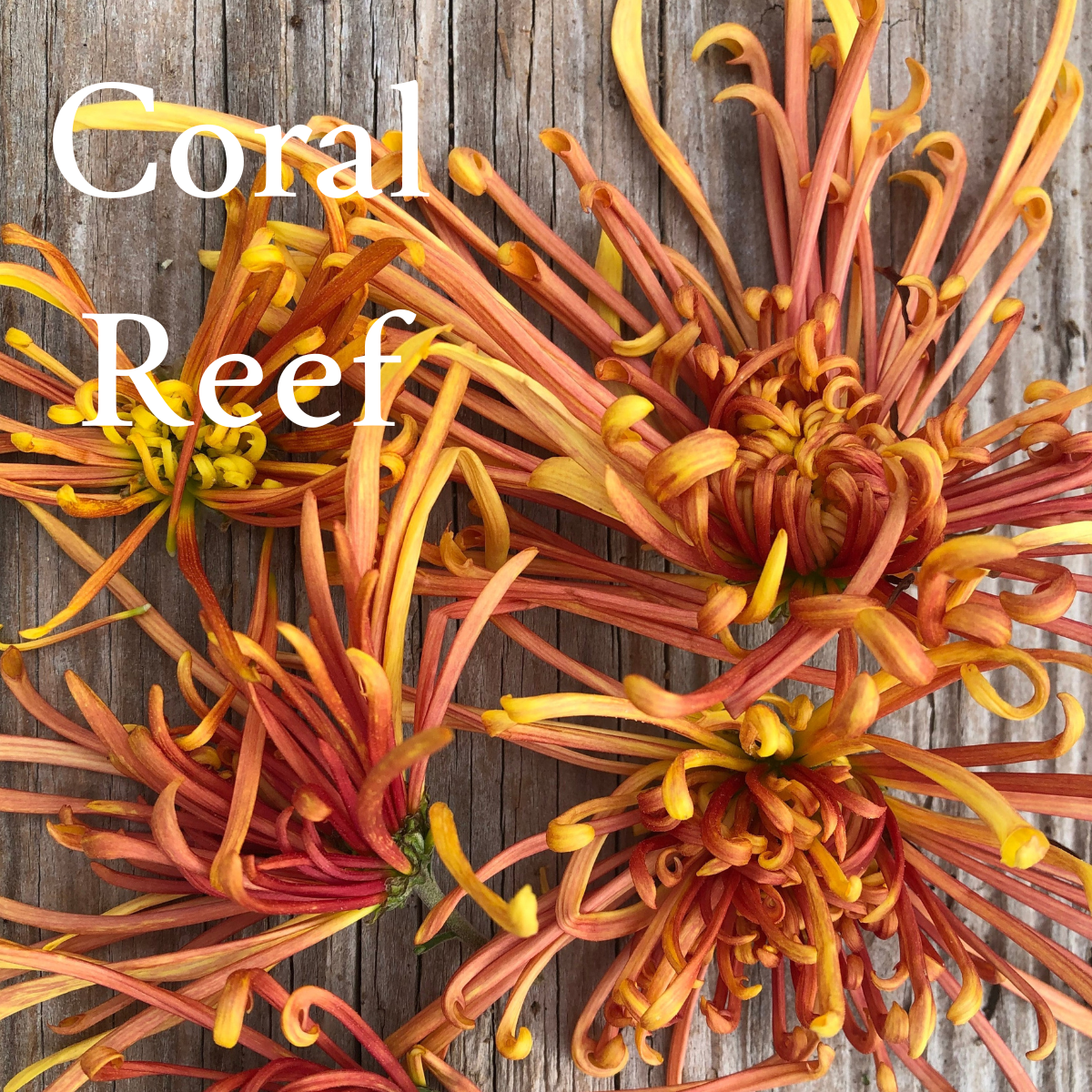 Heirloom Mum cuttings || Ships Week of March 26th